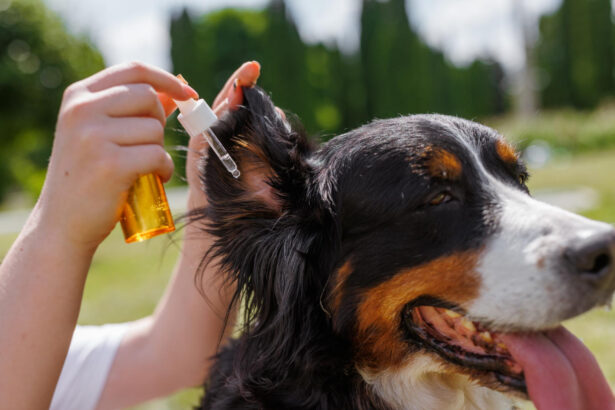 CBD Oil for Dogs