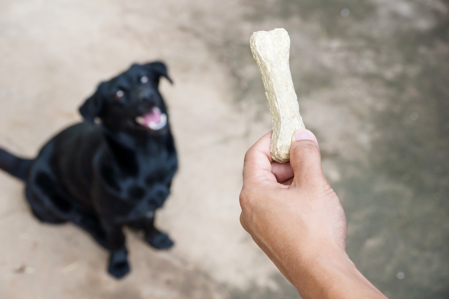 animal creatine chews