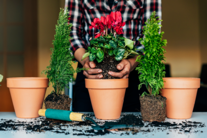 potting plants