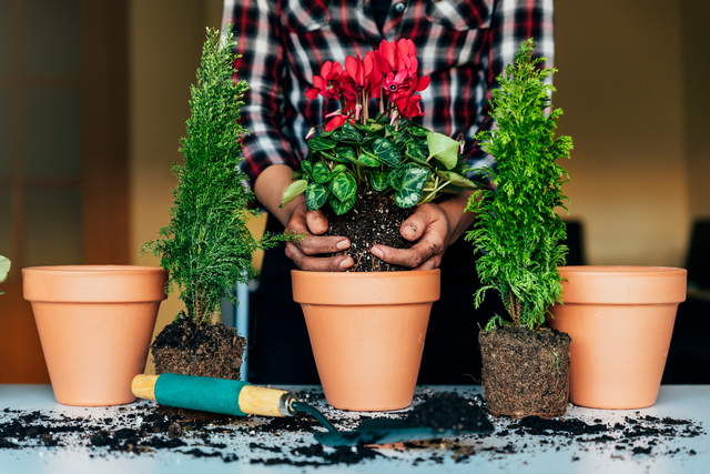 potting plants